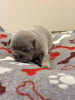 Steel, a male French Bulldog for sale in Kankakee, IL – 2 of 6