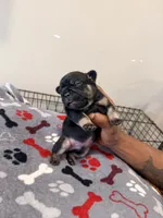 Spots, a male French Bulldog for sale in Kankakee, IL – 8 of 8