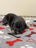 Spots, a male French Bulldog for sale in Kankakee, IL – 4 of 8