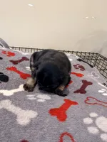 Spots, a male French Bulldog for sale in Kankakee, IL – 3 of 8