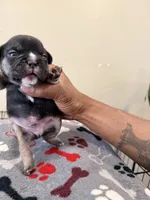 Ace, a male French Bulldog for sale in Kankakee, IL – 7 of 7