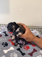 Spots, a male French Bulldog for sale in Kankakee, IL – 6 of 8