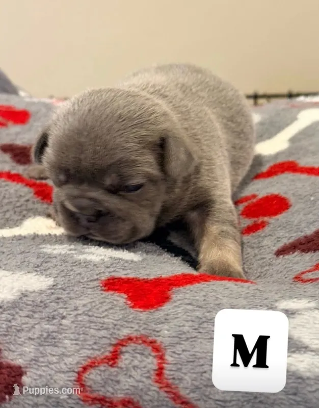 Steel – French Bulldog puppy for sale in Kankakee, IL