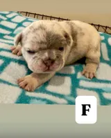 Misty, a female French Bulldog for sale in Kankakee, IL – 1 of 7