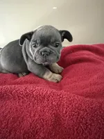 Steel, a male French Bulldog for sale in Kankakee, IL – 5 of 5