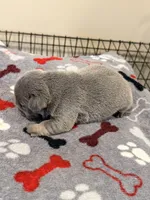 Steel, a male French Bulldog for sale in Kankakee, IL – 6 of 6