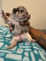Pebbles , a female French Bulldog for sale in Kankakee, IL – 6 of 6