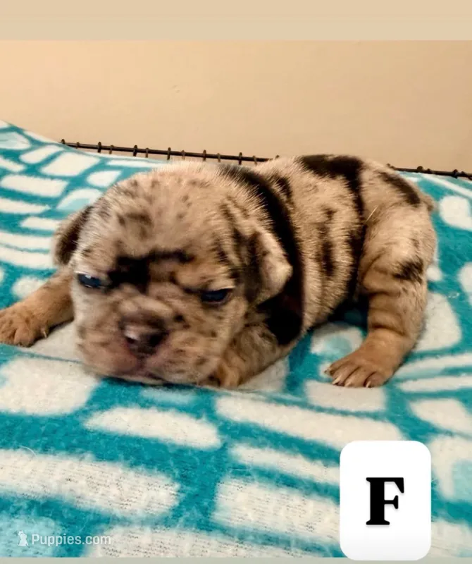 Patches – French Bulldog puppy for sale in Kankakee, IL