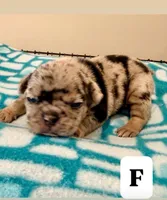 Patches, a female French Bulldog for sale in Kankakee, IL – 1 of 6