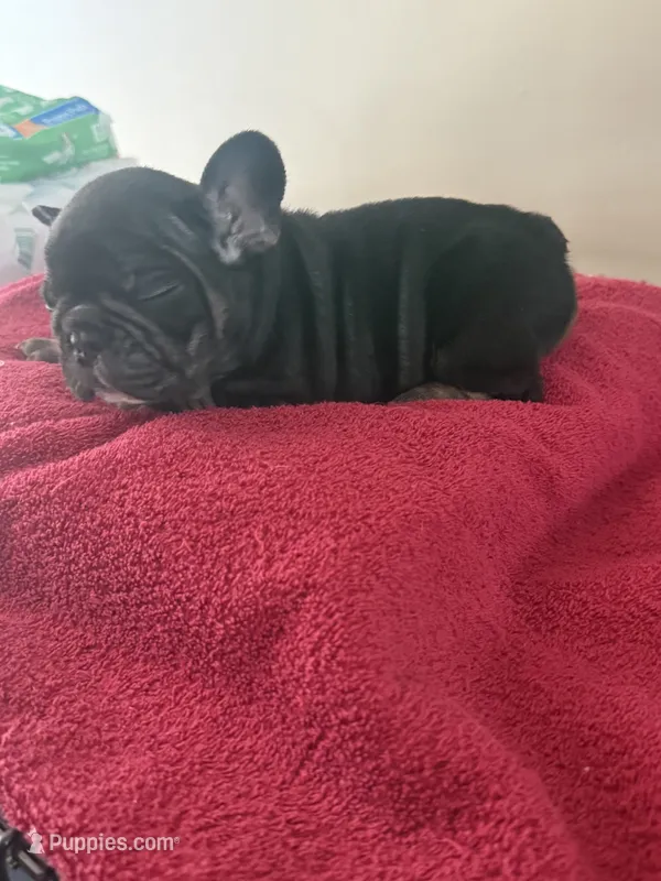 Oreo – French Bulldog puppy for sale in Kankakee, IL