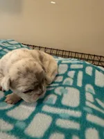 Misty, a female French Bulldog for sale in Kankakee, IL – 5 of 7