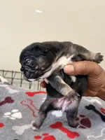 Oreo, a female French Bulldog for sale in Kankakee, IL – 2 of 6