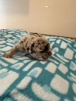 Patches, a female French Bulldog for sale in Kankakee, IL – 3 of 6