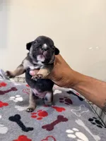 Ace, a male French Bulldog for sale in Kankakee, IL – 5 of 7