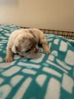 Misty, a female French Bulldog for sale in Kankakee, IL – 2 of 7