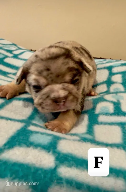 Pebbles  – French Bulldog puppy for sale in Kankakee, IL
