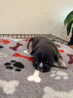 Ace, a male French Bulldog for sale in Kankakee, IL – 3 of 7