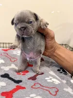Steel, a male French Bulldog for sale in Kankakee, IL – 5 of 6