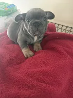 Steel, a male French Bulldog for sale in Kankakee, IL – 2 of 5