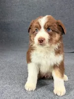Virgie-Female, a female Australian Shepherd for sale in Maryville, IL – 5 of 6