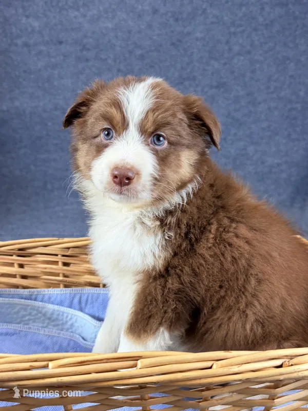 Virgie-Female – Australian Shepherd puppy for sale in Maryville, IL