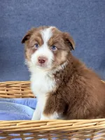 Virgie-Female, a female Australian Shepherd for sale in Maryville, IL – 1 of 6