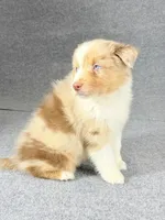 Eddie-Male, a male Australian Shepherd for sale in Maryville, IL – 6 of 7