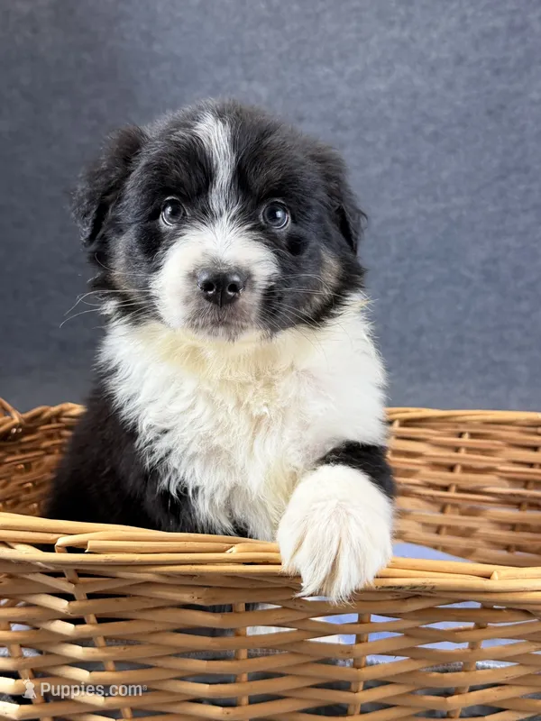 Snoop-Male – Australian Shepherd puppy for sale in Maryville, IL
