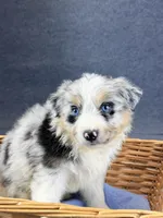 Enzo-Male, a male Australian Shepherd for sale in Maryville, IL – 2 of 8