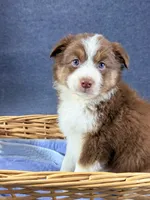 Virgie-Female, a female Australian Shepherd for sale in Maryville, IL – 2 of 6