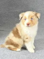 Eddie-Male, a male Australian Shepherd for sale in Maryville, IL – 7 of 7