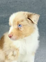 Eddie-Male, a male Australian Shepherd for sale in Maryville, IL – 2 of 7