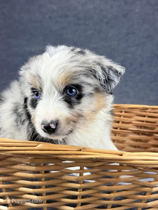 Enzo-Male – Australian Shepherd puppy for sale in Maryville, IL