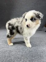 Oscar-Male, a male Australian Shepherd for sale in Maryville, IL – 3 of 5