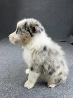 Oscar-Male, a male Australian Shepherd for sale in Maryville, IL – 2 of 5
