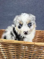 Enzo-Male, a male Australian Shepherd for sale in Maryville, IL – 3 of 8
