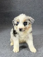 Enzo-Male, a male Australian Shepherd for sale in Maryville, IL – 6 of 8