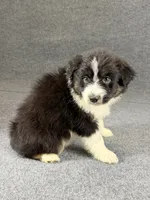 Snoop-Male, a male Australian Shepherd for sale in Maryville, IL – 5 of 6