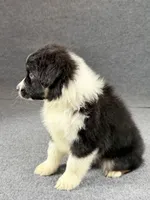 Snoop-Male, a male Australian Shepherd for sale in Maryville, IL – 6 of 6