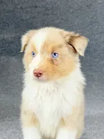 Eddie-Male, a male Australian Shepherd for sale in Maryville, IL – 3 of 7