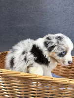 Enzo-Male, a male Australian Shepherd for sale in Maryville, IL – 5 of 8