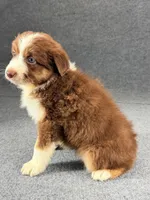 Virgie-Female, a female Australian Shepherd for sale in Maryville, IL – 4 of 6