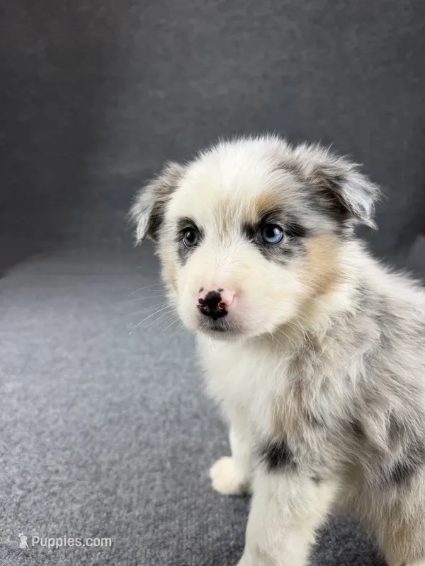 Oscar-Male – Australian Shepherd puppy for sale in Maryville, IL