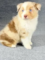 Eddie-Male, a male Australian Shepherd for sale in Maryville, IL – 5 of 7
