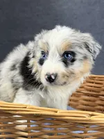 Enzo-Male, a male Australian Shepherd for sale in Maryville, IL – 4 of 8