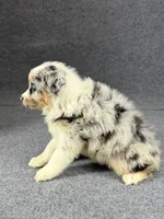 Enzo-Male, a male Australian Shepherd for sale in Maryville, IL – 7 of 8