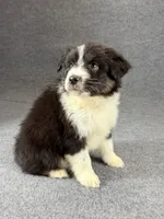 Snoop-Male, a male Australian Shepherd for sale in Maryville, IL – 4 of 6