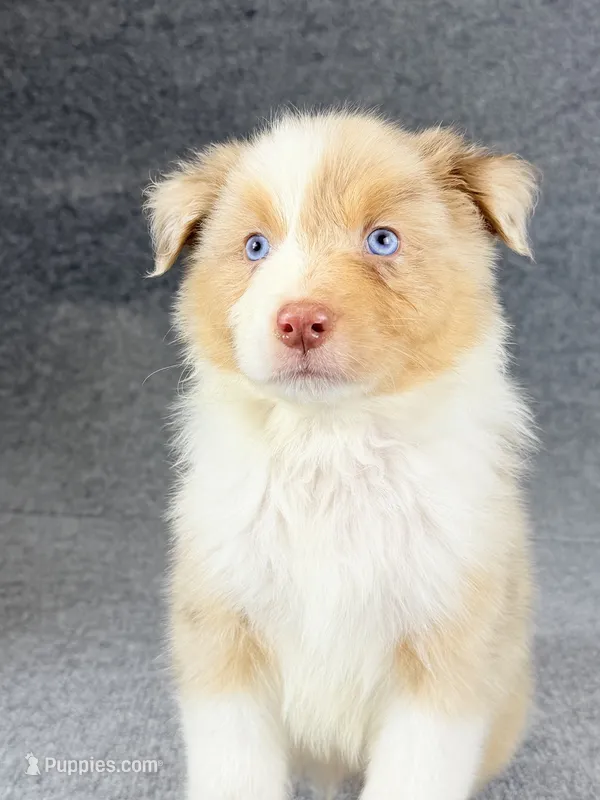 Eddie-Male – Australian Shepherd puppy for sale in Maryville, IL