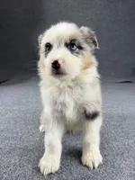 Oscar-Male, a male Australian Shepherd for sale in Maryville, IL – 5 of 5