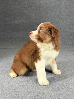 Virgie-Female, a female Australian Shepherd for sale in Maryville, IL – 3 of 6